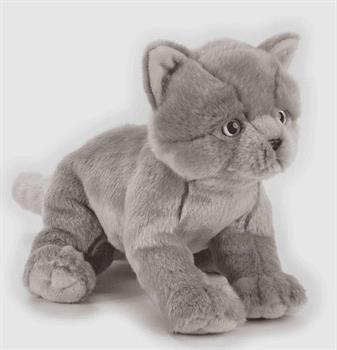 GATTINO BRITISH SHORTHAIR CM 26