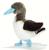 SULA BLUE FEET CM 23