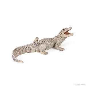 COCCODRILLO ALBINO BABY