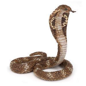 COBRA REALE