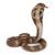 COBRA REALE
