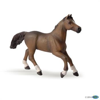 CAVALLO ANGLO ARABO