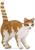 GATTO ROSSO