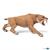 SMILODON