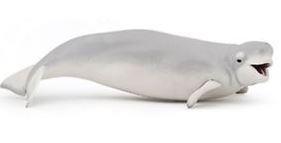 BELUGA