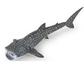 SQUALO BALENA