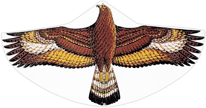 AQUILONE AQUILA