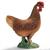 GALLINA