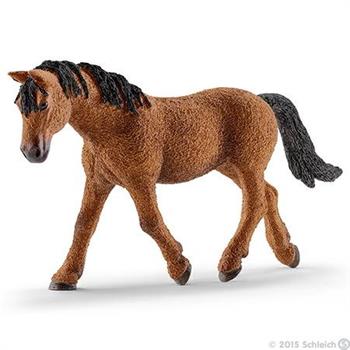CAVALLA BASHKIR CURLY