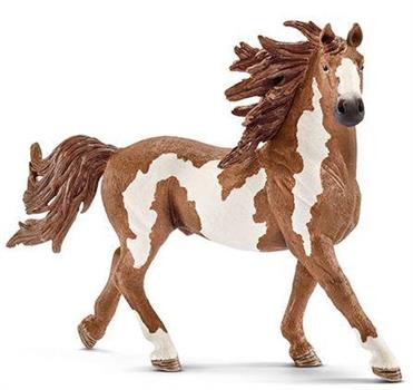 STALLONE PINTO
