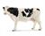 MUCCA HOLSTEIN