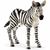 ZEBRA PULEDRO