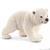 CUCCIOLO DI ORSO POLARE CHE CAMMINA