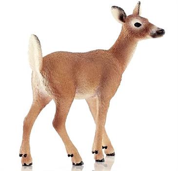 CERVO VIRGINIANO FEMMINA