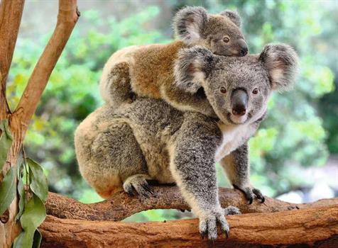 200 PZ XXL AMORE DI KOALA