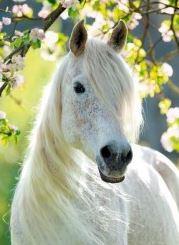 500 PZ PRIMAVERA EQUESTRE