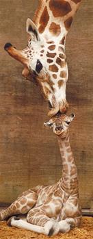 1000 PZ PRIMO BACIO GIRAFFE