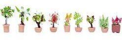 PIANTE ORNAMENTALI H0
