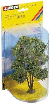 ALBERO ACACIA