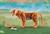 WILTOPIA TIGRE