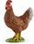 GALLINA
