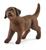 GOLDEN RETRIEVER CUCCIOLO