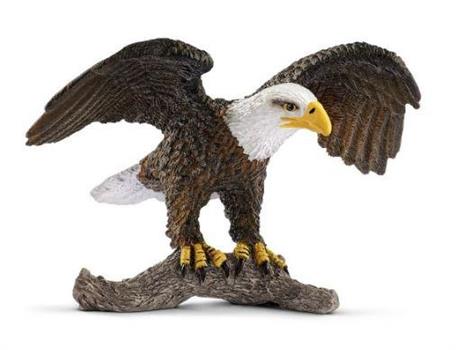 AQUILA DI MARE TESTA BIANCA