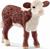 VITELLO HEREFORD