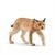 LINCE