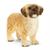 CANE MALTESE LIMITED EDITION