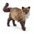 GATTO RAGDOLL