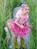VESTITO FATA DEI FIORI ROSA 3-4 ANNI